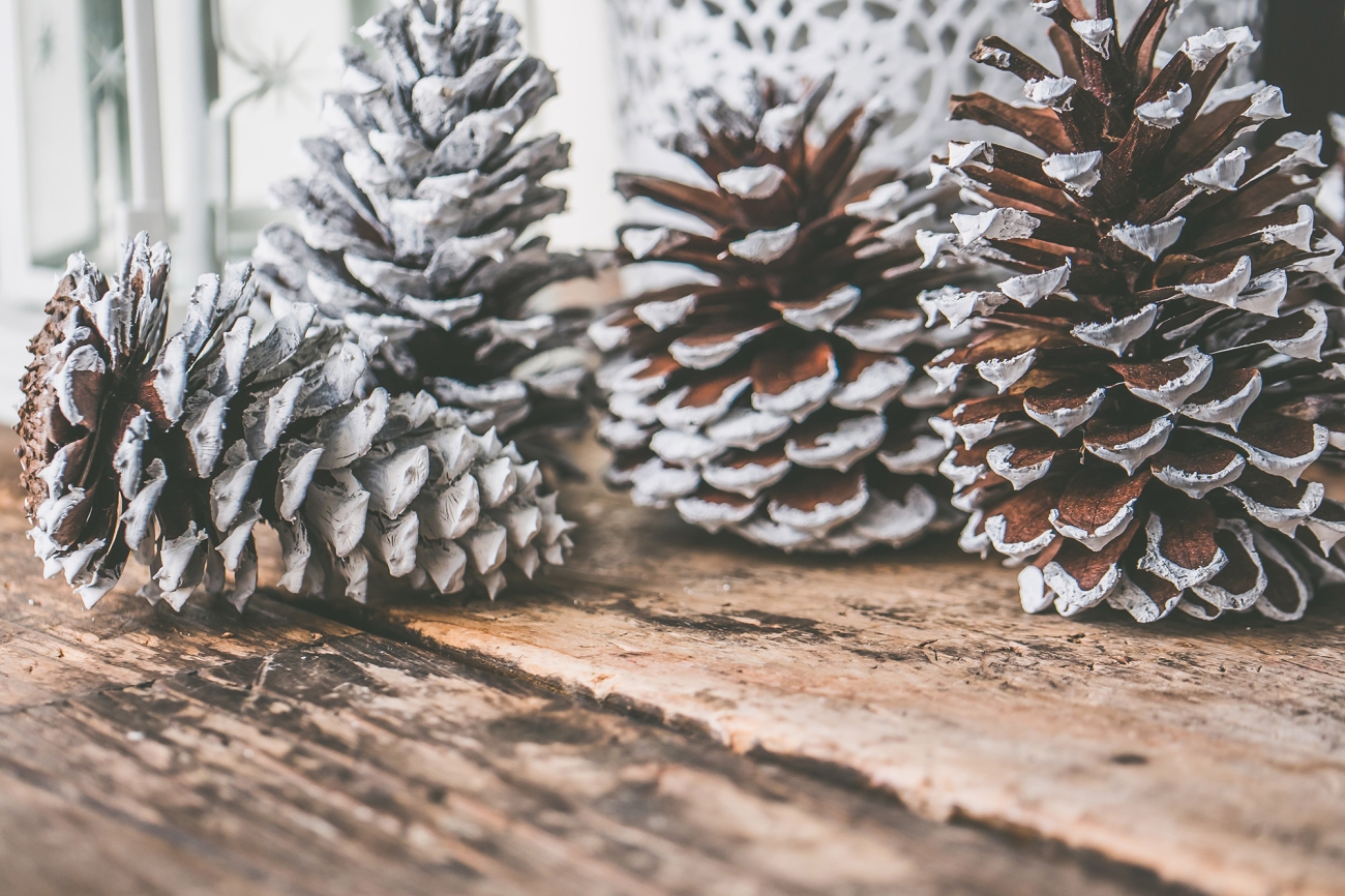 pinecones